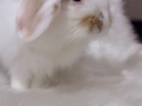 Hollanda Lop Tavşanı Erkek Acil Sahiplendirme