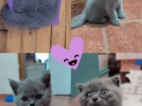 YENİ YUVALARINI BEKLEYEN YAVRU KEDİLERİMİZ