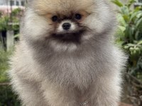 ÜST KALİTE AYICIK SURAT POMERANİAN BOO