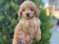 Poodle yavrumuz