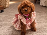 DARK RED KORE TOY POODLE