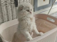 Scottish fold yavru