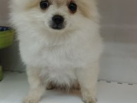Yeni yuvasına gitmeye hazır pomeranian