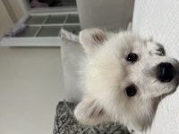 Acil evcil hayvanımı sahiplendiriyorum spitz