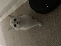MAMA KARŞILIĞINDA 5 AYLIK KEDİMİZ