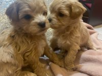 Baby Face Maltipoo Korekan Yavrular