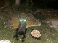 3 aylık yavru Belçika kurdu
