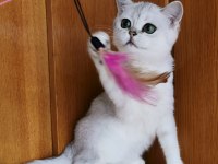 Scottish straight shorthair ns11 dişi