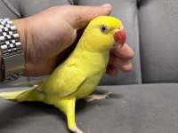 YAVRU MUTASYON SARI PAKİSTAN PAPAĞANI