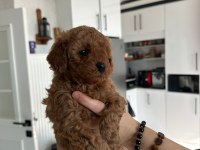 TOY POODLE SAHİPLENDİRİLECEK KÖPEĞİMİZ