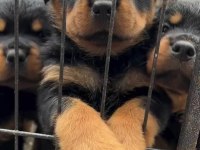 Rottweiler Yavrularımız Evinizin Neşesi Olacaktır