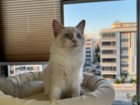 Boncuk Gözlü Safkan Ragdoll Yavru