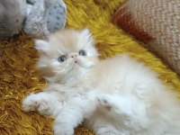 EFSANE İRAN PERSİAN ORİJİNAL