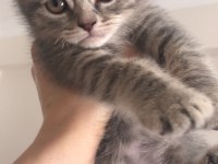 2 aylık scottish fold hareketli sipsiler