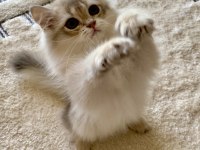 Safkan British Longhair Blue Golden erkek yavru