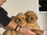 Baby face golden retriever bebekler