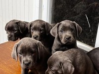 DEV CANE CORSO A KALİTE YAVRULARIMIZ