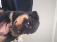 Saf yavru iki aylık garantili erkek rottweiler