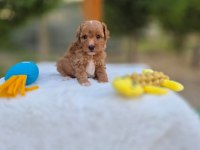 Ruhsatlı Köpek Çiftliğinden Maltipoo Yavrularımız 