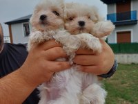 Maltese yavru bebekler