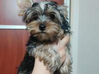 Yorkshire terrier erkek yavrumuz