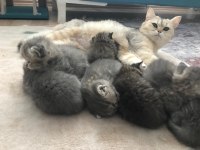 Sahiplendirilecektir british shorthair