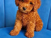 Erkek Tuvalet Eğitimli Toy Poodle Sağlık Garantili