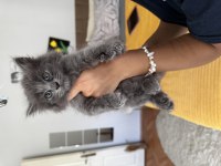 British shorthair 1 eylül doğumlu