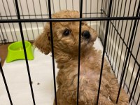 2 AYLIK KÖPEĞİM MUFFİNİM