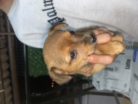 Chihuahua 45 günlük yavru dişi