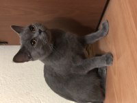 Çok uysal british shorthair