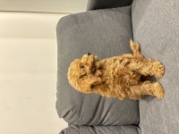 Acil yuva arıyoruz köpeğimize