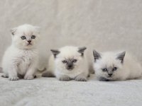 Blue Point Scottish Fold Ve British Shorthair
