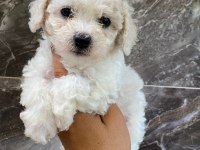 Minyatür orjinal morkie
