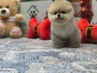 Teddy Face Pomeranian Boo Yavrularımız