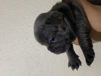 BLUE FRENCH BEBEKLER