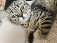 Black tabby british shorthair kızımız