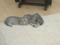 Yeni Sütten Kesilmiş Bebek Kediler Teslime Hazır