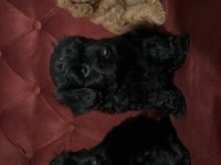 Maltipoo 35 Günlük Yavrularımız