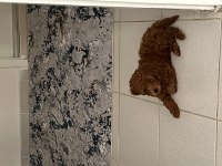 2 aylık erkek poodle