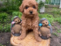 Ruhsatlı Köpek Çiftliğinden Toy Poodle Yavrularımız