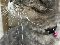 Scottish fold güzel kızım kısır değil