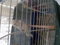 Ful Evcil Erkek Heavy Beyaz Sağlıklıdır Büyük