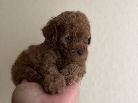 Teacup dişi red poodle