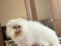 Şampiyon Annenin British Longhair Şecereli ve Çipli
