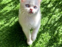 Pamuk gibi yavru british shorthair