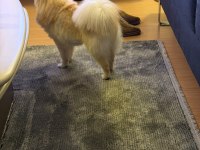 Erkek pomeranian en küçük boy