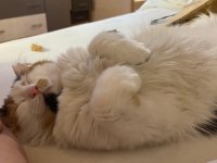ÜNİVERSİTEYE GİDECEĞİM İÇİN KEDİMİZE ACİL YUVA ARANIYOR