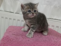 GÜZELLER GÜZELİ EXOTİC SHORTHAİR