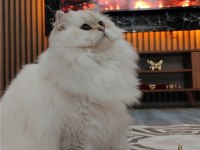British longhair kedimiz yeni yuvasını arıyor